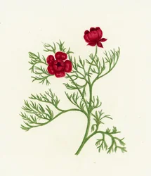Occhio di fagiano